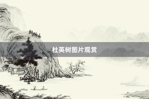 杜英树图片观赏