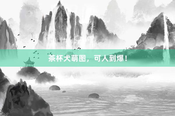 茶杯犬萌图，可人到爆！